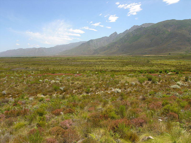 Typische Fynboss-Landschaft